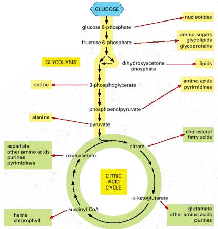 Glycolysis and the Citric acid cycle